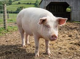 Healthy Grower Pigs