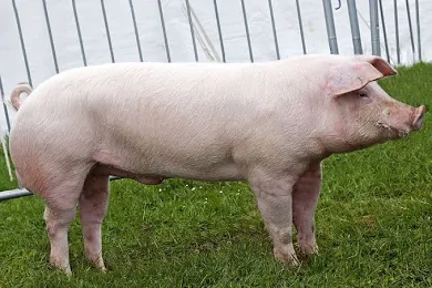 F1 Camborough Pig