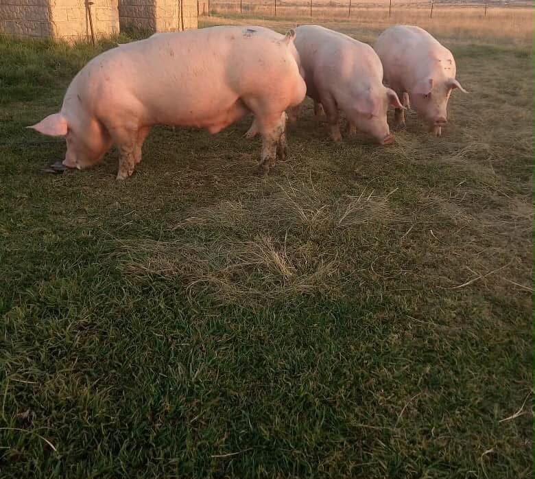 Pig Collection Day