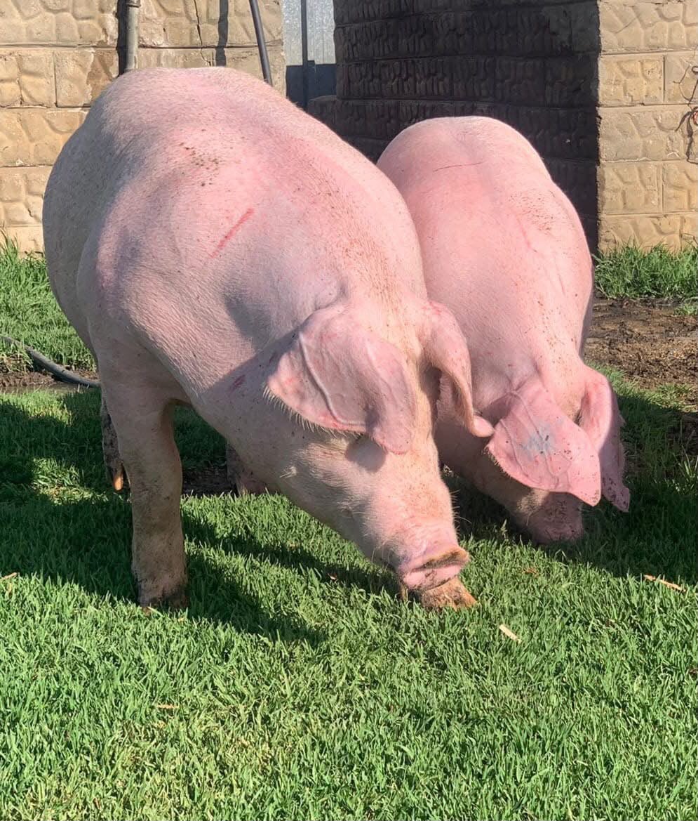 Large White Pig