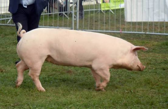 Landrace Pig