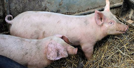 Breeding Sow
