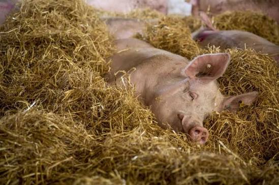 Pork Butchery Cuts